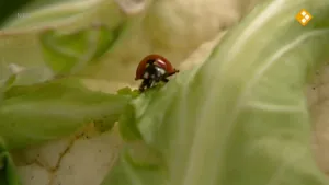 Het lieveheersbeestje