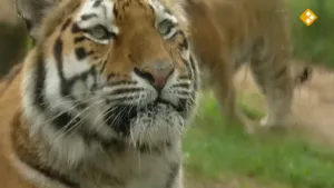 De kat en zijn familie