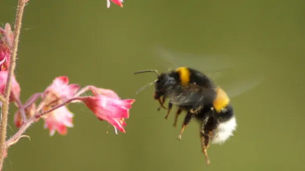 Insecten zijn echte vliegkunstenaars