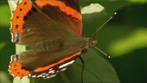 Een rietje voor de nectar