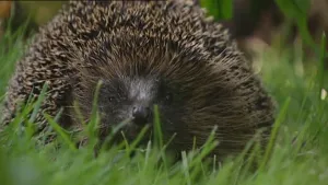 Beschermd door zijn stekels