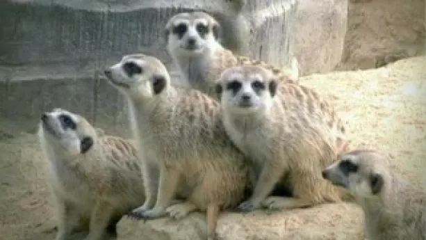 Een klein zoogdier uit Afrika