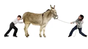 Waarom denken we dat ezels dom zijn?