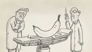 Waarom zijn bananen krom?