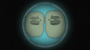 Wat is het verschil tussen een bacterie en een virus?