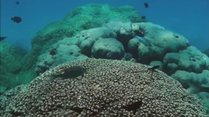 Diertjes van honderden jaren oud