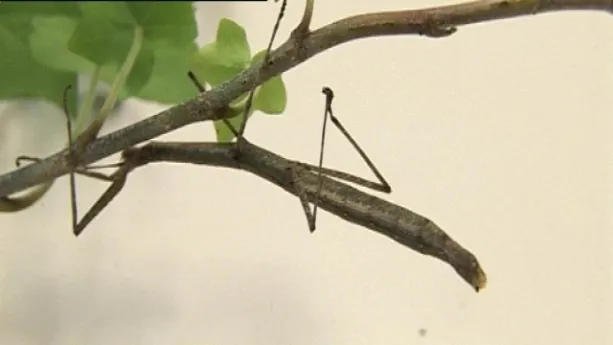 Het grootste insect ter wereld!