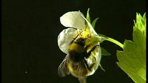 Een grote harige bij!