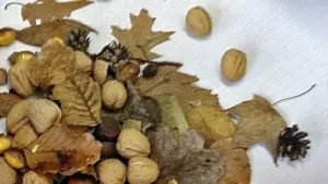 Blaadjes, eikels en kastanjes!