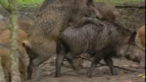 Na ruim drie maanden worden biggetjes geboren