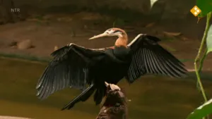 Hoe beweegt jouw dier?