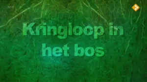 Kringloop in het bos