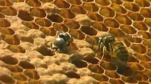 Het verhaal van de honingmakers