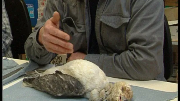 Dode vogels zitten er vol mee