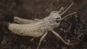 Eerst even vervellen!