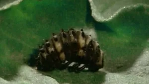 Verrassing uit een pop