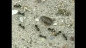 Een liedje over mieren...