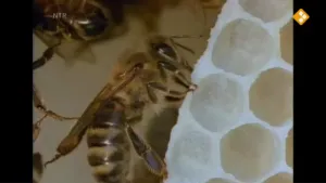 Een foto van een bij op een honingraat.