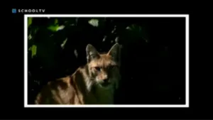 Roofdieren? Natuurlijk!