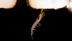 Exoten: Verstoring biologisch evenwicht