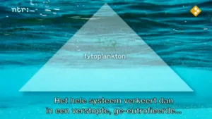 Oceanen: voedselweb en energiestromen