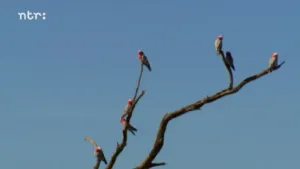 Kwetsbare natuur, successie en dynamiek in ecosystemen