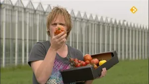 Tomatenkwekerij