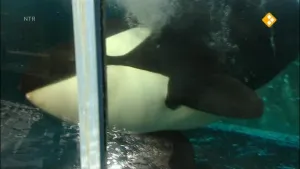 Orka