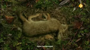 Dieren bewaren