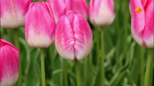 Oppervlakte spanning