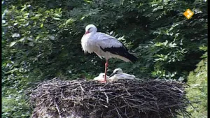 Ooievaar