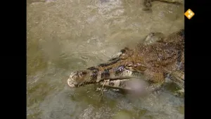 Krokodil