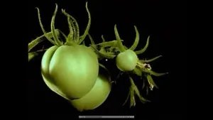 Een foto van groene tomaten aan een stengel.