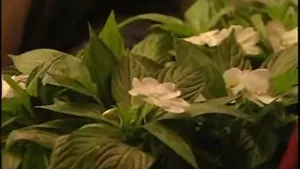 Een foto van planten met bloemen.