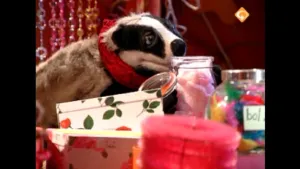 36. Welkom terug in Dassenland