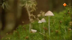 Bosbouw