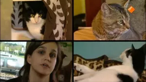 Kattengedrag