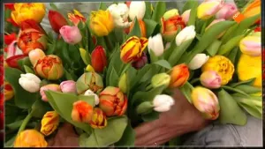 Tulpen