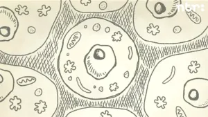 Wat is genetische manipulatie?