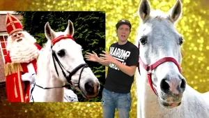 Een schimmel voor de Goedheiligman 