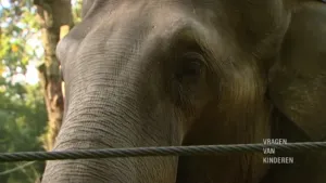 Oppakken, drinken, zuigen en ruiken