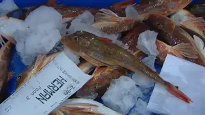 Grote drukte op de visafslag