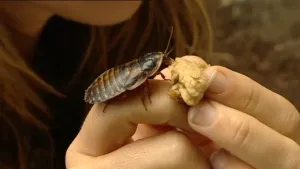 Een heel schoon diertje