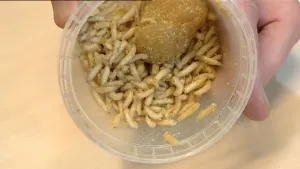 De jonkies van de groene bromvlieg