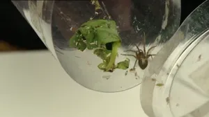 Kliertjes om spinnenwebben te maken