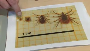 Overbrenger van bacteriën 