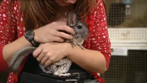 Een diertje met een zachte vacht