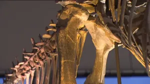 Een bouwwerk van prehistorische botten 