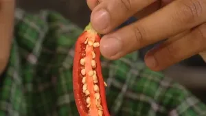 De Spaanse peper uit Azië 