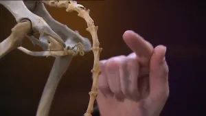 Een communicatiemiddel